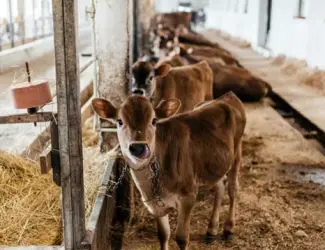 Зображення для оголошення Продаж нетелів, телиць і телят