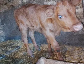Зображення для оголошення Продам теля молочної породи
