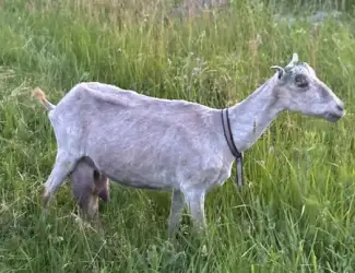 Зображення для оголошення Продажа дойной козы Ламанча 2 окот