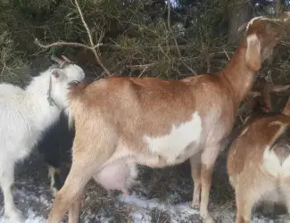 Зображення для оголошення Козы дойные англо-нубийские, зааненские