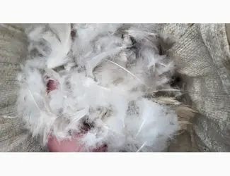 Зображення для оголошення Кіплю пір' я