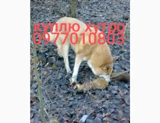 Зображення для оголошення Куплю хутро куниці
