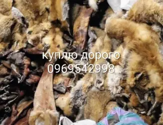 Зображення для оголошення Куплю хутро куниці