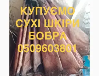 Зображення для оголошення Купуємо сухі шкіри бобра не солені куницю і інше