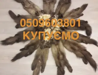 Зображення для оголошення Куплю куницю камянку шкіри куниця