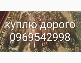Зображення для оголошення Принімаю шкіри з куниці лиса
