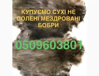 Зображення для оголошення Купуємо сухі не солені шкіри бобра ДОРОГО