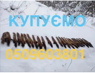 Зображення для оголошення Купимо купуємо куплю шкіри куниці шкури куниць продати шкіри ДОРОГО