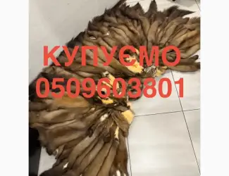 Зображення для оголошення Купуємо куплю шкіри куниці бобра зайця норки видри