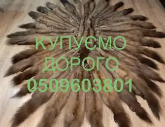 Зображення для оголошення Купуємо шкури ДОРОГО куниці