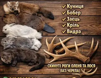 Зображення для оголошення Куплю куницю оптом/висока ціна на опт/шкури/мех/шкіри
