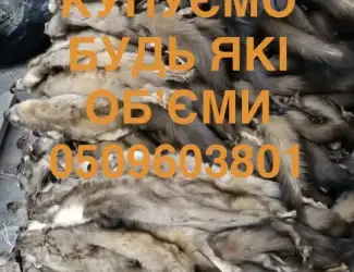 Зображення для оголошення Купуємо шкіри куниць бобра зайця ДОРОГО
