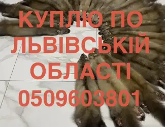 Зображення для оголошення Купуємо по Львівській області шкіри куниці ДОРОГО