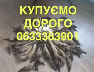 Зображення для оголошення Купуємо хутро куниці лісової лесная куница Мех шкіри хутро