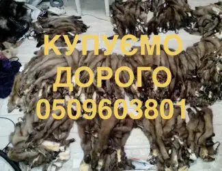 Зображення для оголошення Куплю шкури куниць куниці шкіри