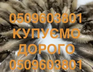 Зображення для оголошення Купуємо ДОРОГО шкіри куниці шкури куниць по усій Україні