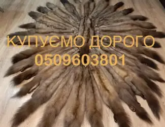 Зображення для оголошення Купуємо шкіри куниці