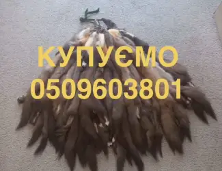 Зображення для оголошення Куплю шкіри/мех/хутро куниці/бобра