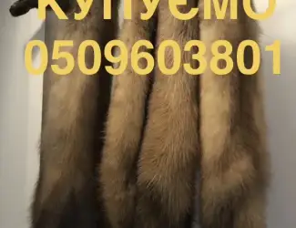 Зображення для оголошення Купуємо по усій Україні шкури шкіри куниці