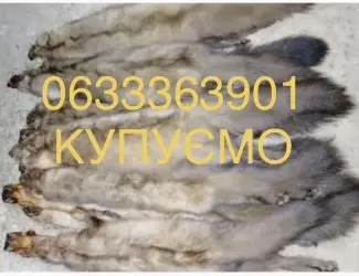 Куплю купуємо шкури шкіри хутро куниці куниця