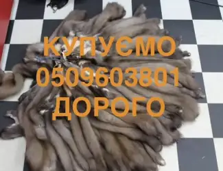 Зображення для оголошення Купуємо шкіри шкури куниці Мех куниць