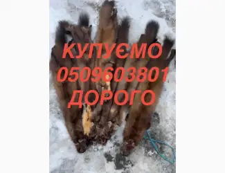 Зображення для оголошення Купуємо хутро бобра куниці ДОРОГО їздимо по всій Україні