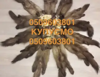 Зображення для оголошення Купуємо шкурки куниці хутро бобра кроля