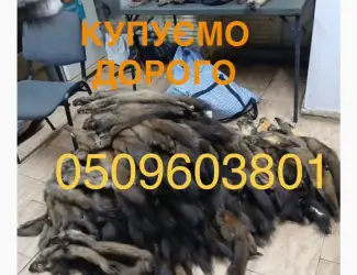 Зображення для оголошення Купуємо хутро куниці бобра видри норки кроля