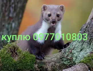 Зображення для оголошення Куплю шкури куниці