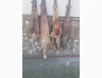 Зображення для оголошення Продам шкури лисиці