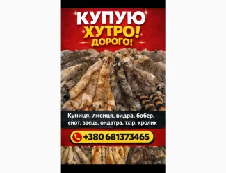 Зображення для оголошення Куплю шкури куниці та інше…