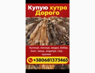 Зображення для оголошення Куплю Шкури Куниці Лисиці Видри