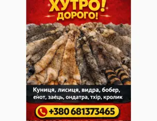 Зображення для оголошення Куплю Шкури Куниці Дорого та інше