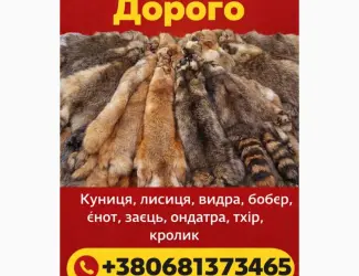 Зображення для оголошення Куплю шкури Куниці ДОРОГО