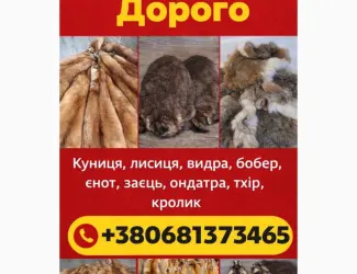 Зображення для оголошення Куплю шкури КУНИЦІ