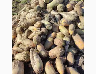 Продам кормовий буряк