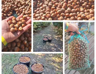 Зображення для оголошення Продажа фундука Каталонский и Барселонский