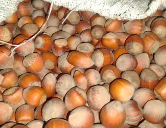 Зображення для оголошення Продажа фундука и лесного ореха