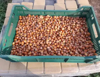 Зображення для оголошення Продаж фундука