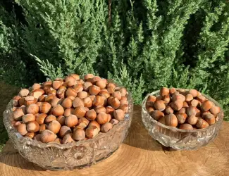 Зображення для оголошення Фундук (горіхи) hazelnuts