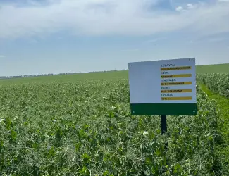 Зображення для оголошення Насіння жовтого гороху Астронавт