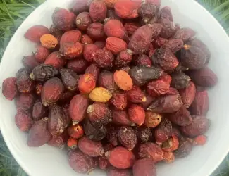 Шипшина Шиповник Продам Якісний