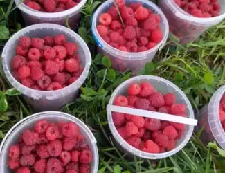 Зображення для оголошення Малина, ожина заморожена. Івано-Франківськ