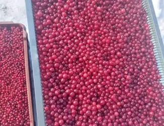 Зображення для оголошення Продам свіжу Клюкву [Журавлину]