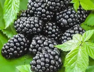 Зображення для оголошення Ожина, смородина, агрус, дерен (заморожені)
