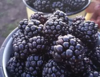 Зображення для оголошення Ожина,велика солодка