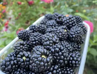 Зображення для оголошення Домашня крупна ожина