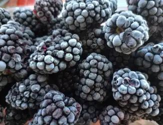 Зображення для оголошення Ожина заморожена