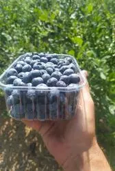 Зображення для оголошення Продам лохину