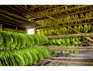 Зображення для оголошення Продам Махорку Самосад без пыли и мусора! Супер цена